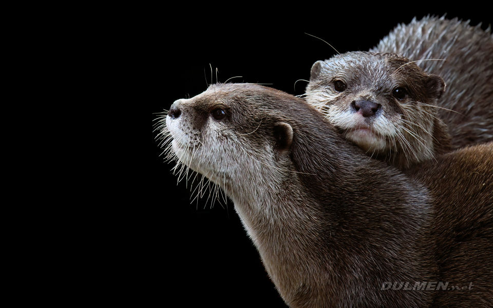 Asian small-clawed otter (Aonyx cinereus)